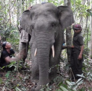 A Sumatran elephant is equipped with a GPS transmitter