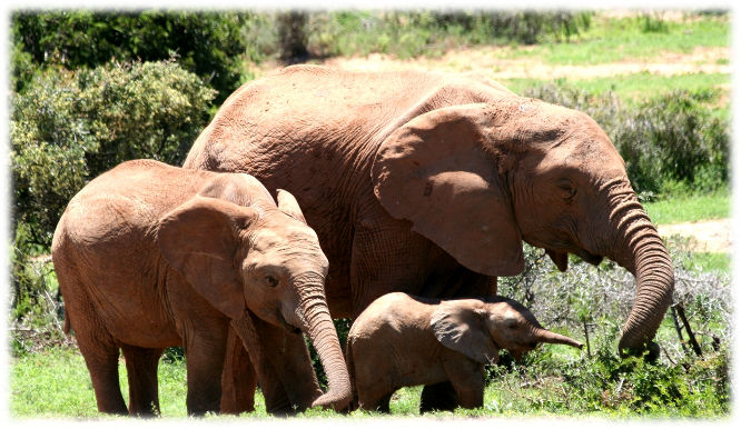 A small group of African elephants with a newborn baby elephant