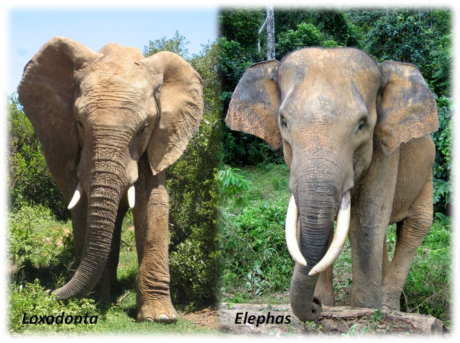 Comparison between African elephant (Loxodonta, left) and Asian elephant (Elephas, right)