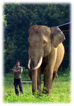 Size comparison. A man stands next to a Sumatran elephant