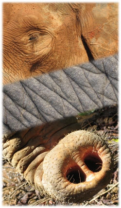 A collage with an elephant eye, elephant skin and elephant trunk