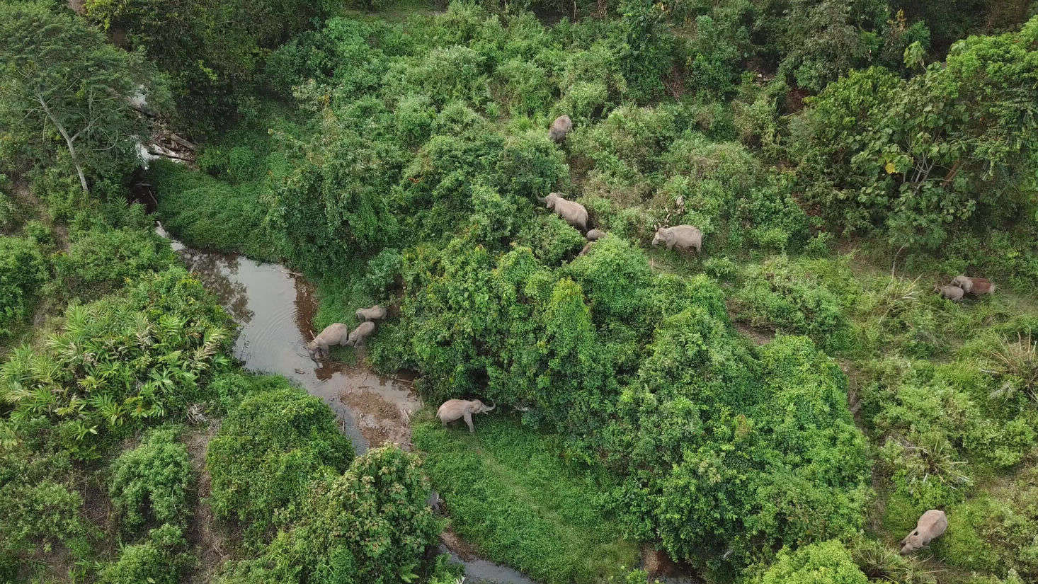 A group of elephants move to a watering hole to drink