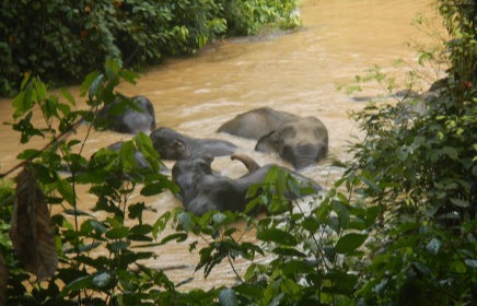 Several Sumatra elephants bathe together in a brown river