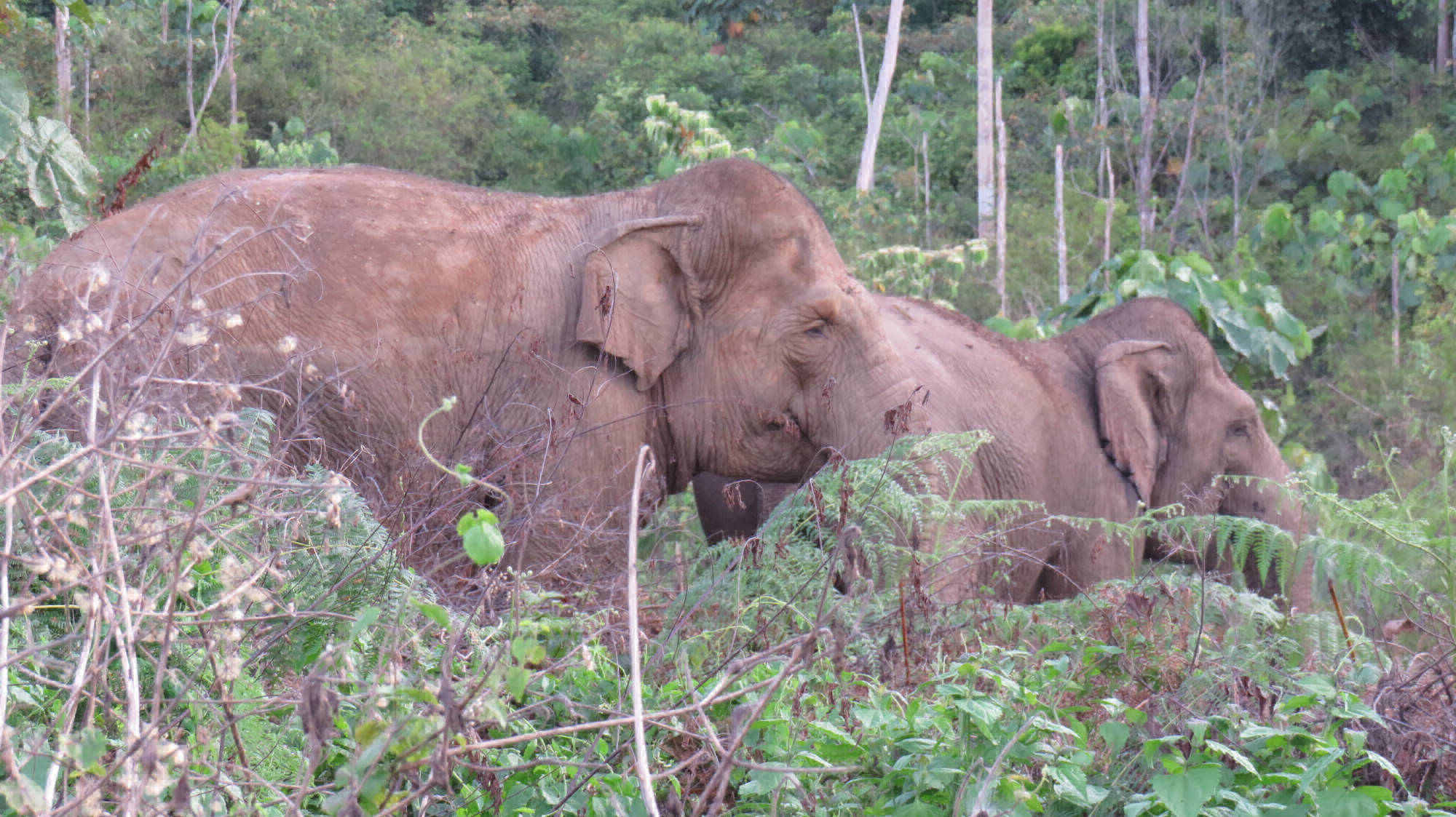 Two adult Sumatran elephant cows stand in bushland