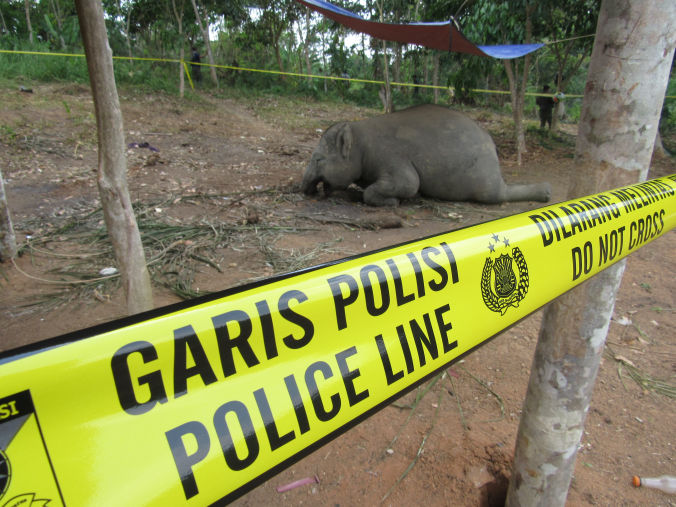 Poisoned Sumatra elephant lies behind a police line