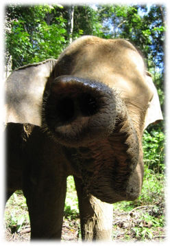 Sumatra elephant sniffs its trunk towards the camera