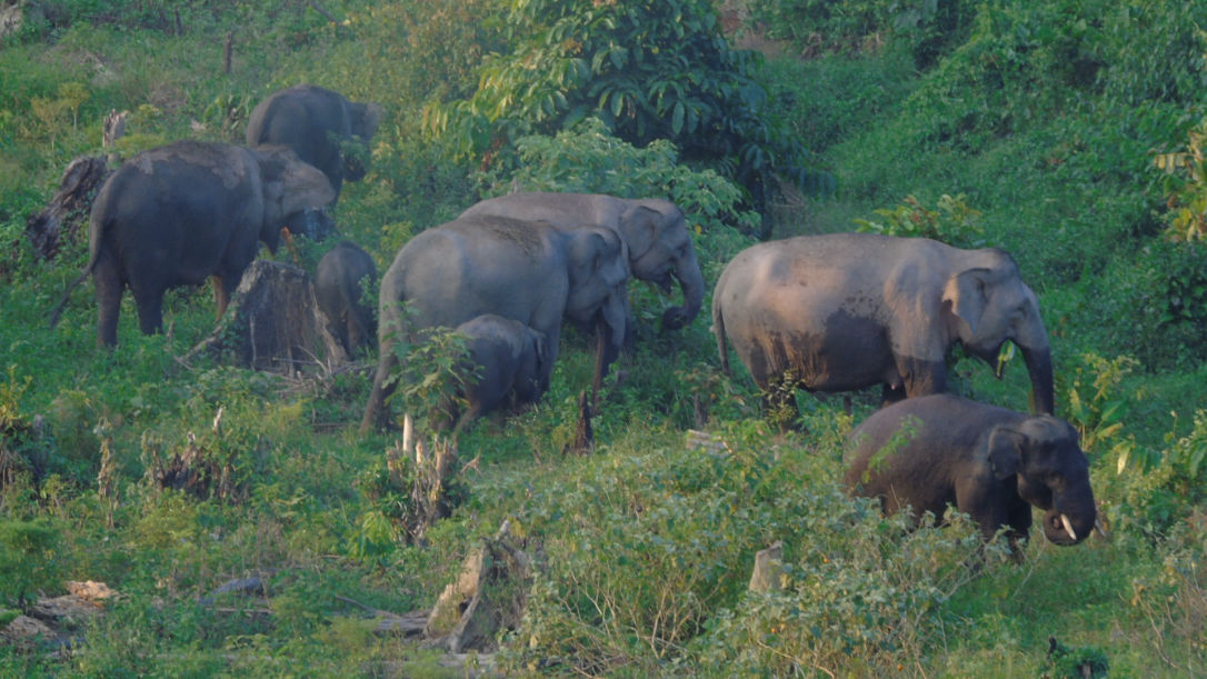 A group of Sumatran elephants foraging for food towards evening