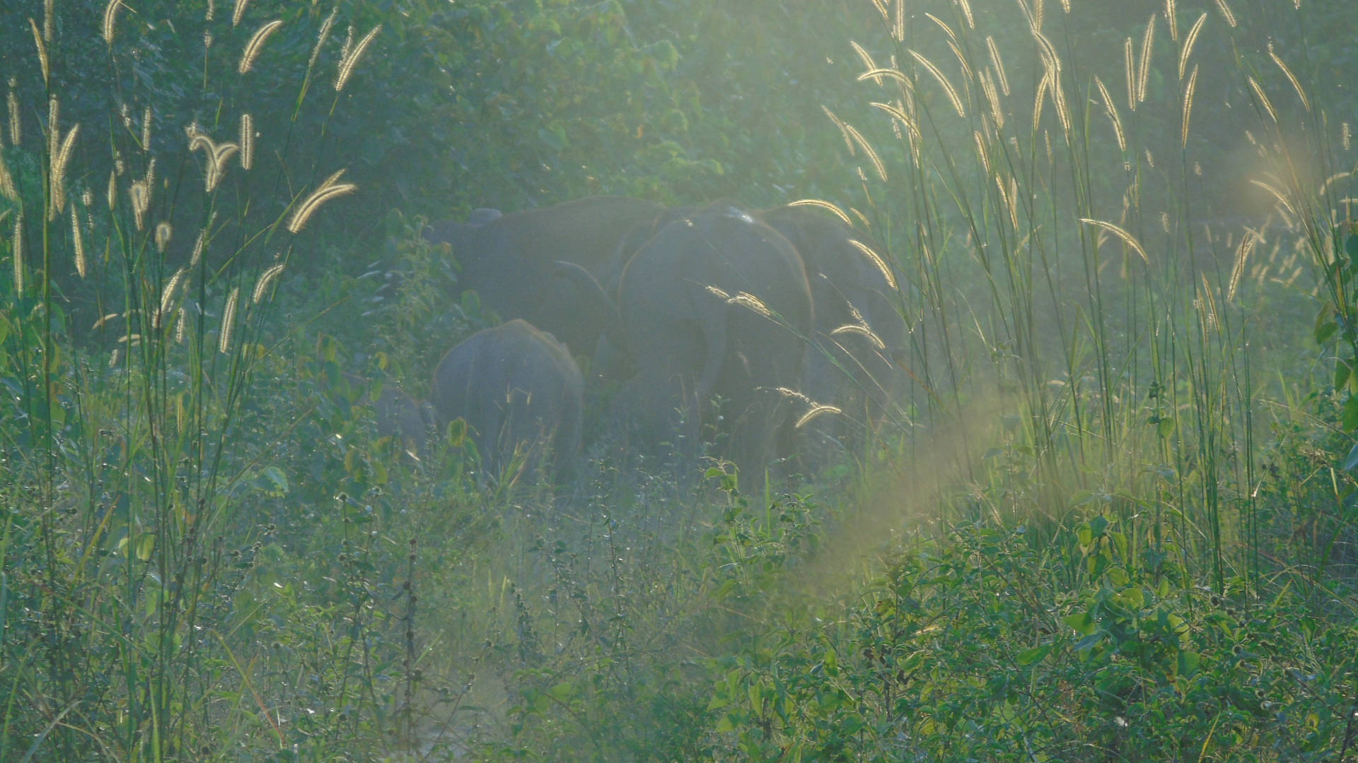 Sumatran elephants disappear into the jungle in the evening light