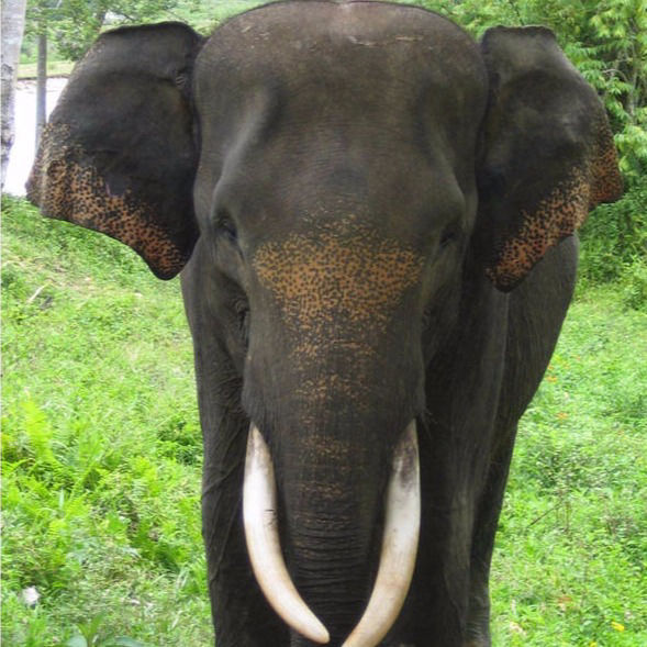 A Sumatran bull elephant shows his tusks