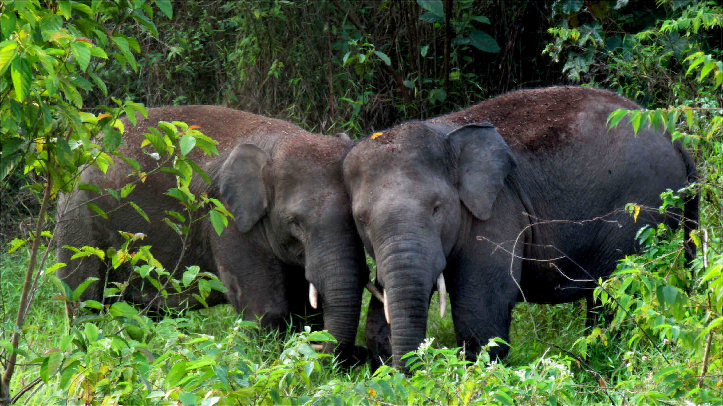 Two young Sumatran elephant bulls playing and play-fighting